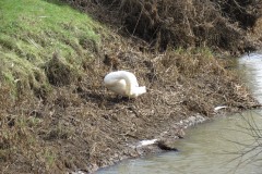 Swan-near-Midelney-Pumping-Station-1
