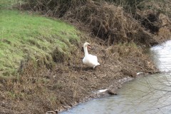 Swan-near-Midelney-Pumping-Station-2