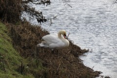 Swan-near-Midelney-Pumping-Station-3