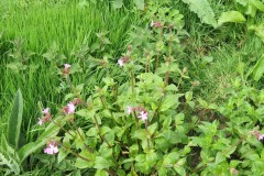 Wild-Flowers-by-River-Isle-near-Ashford-Farm-1