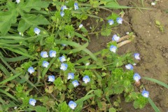 Wild-Flowers-by-River-Isle-near-Ashford-Farm-2