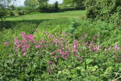 Wild-Flowers-near-Winterhay-Farm