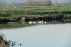 1.-Swans-near-Monks-Leaze