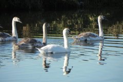 2.-Swans-near-Monks-Leaze