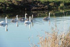 3.-Swans-near-Monks-Leaze