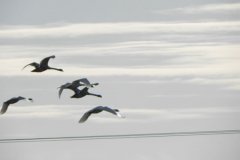 4.-Swans-flying-near-Monks-Leaze