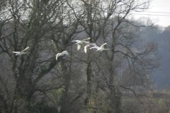 5.-Swans-flying-near-Monks-Leaze