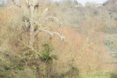 6.-Heron-on-tree-by-Aller-Moor