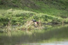 9.-Mallards-near-Monks-Leaze