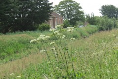 Angellica-by-River-Parrett