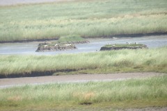 Bridgwater-nature-reserve-from-Watch-Tower-1