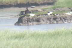 Bridgwater-nature-reserve-from-Watch-Tower-3