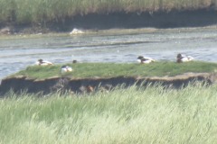 Bridgwater-nature-reserve-from-Watch-Tower-5