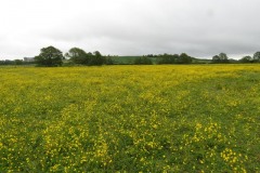 Buttercup-field-by-River-Parrett