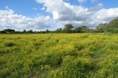 Buttercup-fields-by-River-Parrett-below-Creedy-Bridge-1