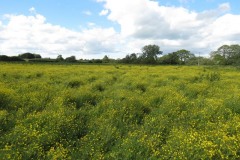 Buttercup-fields-by-River-Parrett-below-Creedy-Bridge-2