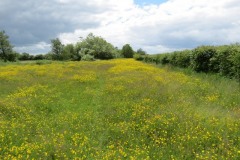 Buttercups-by-River-Parrett-below-Creedy-Bridge