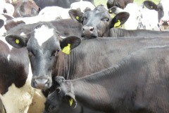 Cattle-at-Steart-1
