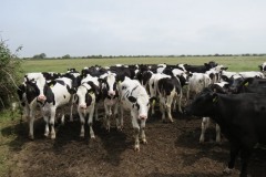 Cattle-at-Steart-2
