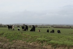Cattle-by-River-Parrett-near-to-Midelney-1