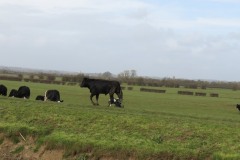 Cattle-by-River-Parrett-near-to-Midelney-2
