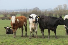 Cattle-by-River-Parrett-near-to-Midelney-3