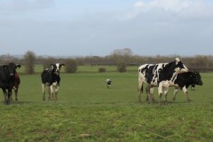Cattle-by-River-Parrett-near-to-Midelney-5