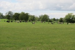 Dairy-cattle-by-River-Parrett-upstream-from-Byme-Bridge-2