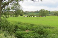 Dairy-cattle-by-River-Parrett-upstream-from-Byme-Bridge-3
