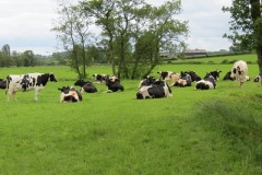 Dairy-cattle-by-River-Parrett-upstream-from-Byme-Bridge-4