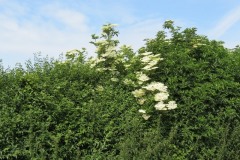 Elder-blossom-by-River-Parrett