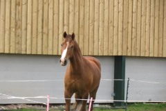 Frisky-Horse-at-Steart-1