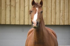 Frisky-Horse-at-Steart-2
