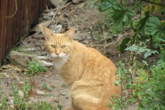 Ginger-cat-by-River-Parrett