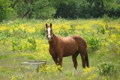 Grazing-Horse-by-River-Parrett-below-Creedy-Bridge-2