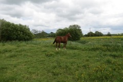 Grazing-Horse-by-River-Parrett-below-Creedy-Bridge-3