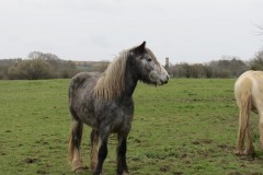 Horses-by-River-Parrett-close-to-Gawbridge-Mill-1