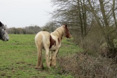 Horses-by-River-Parrett-close-to-Gawbridge-Mill-2
