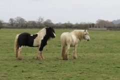 Horses-by-River-Parrett-close-to-Gawbridge-Mill-3
