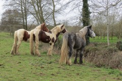 Horses-by-River-Parrett-close-to-Gawbridge-Mill-4
