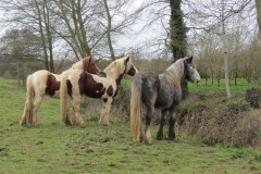 Horses-by-River-Parrett-close-to-Gawbridge-Mill-5