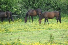 Horses-by-River-Parrett-upstream-from-Petherton-Bridge-1