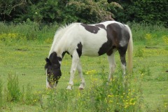 Horses-by-River-Parrett-upstream-from-Petherton-Bridge-10