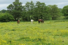 Horses-by-River-Parrett-upstream-from-Petherton-Bridge-11