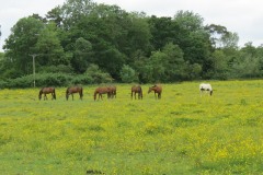 Horses-by-River-Parrett-upstream-from-Petherton-Bridge-12