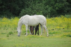 Horses-by-River-Parrett-upstream-from-Petherton-Bridge-13
