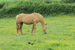 Horses-by-River-Parrett-upstream-from-Petherton-Bridge-2