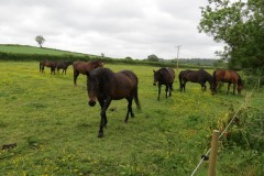 Horses-by-River-Parrett-upstream-from-Petherton-Bridge-5