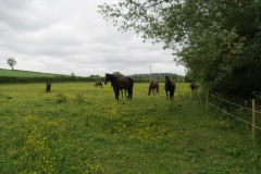 Horses-by-River-Parrett-upstream-from-Petherton-Bridge-6