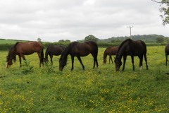 Horses-by-River-Parrett-upstream-from-Petherton-Bridge-9
